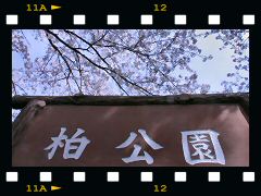 柏公園・桜の画像