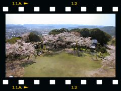 館山市街・桜の画像