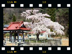 永泉寺のしだれ桜の画像