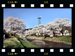 北須川の桜の画像