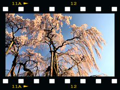 三春滝桜の画像