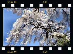 相応寺の桜の画像