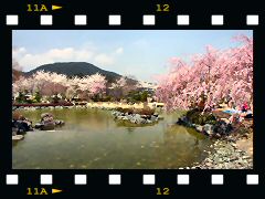 桜山公園・池の画像