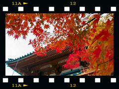 勝尾寺の紅葉の画像
