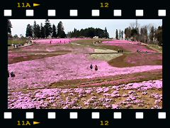 羊山公園芝桜の画像