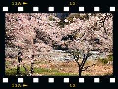 長瀞桜の画像