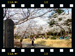 城山公園桜の画像