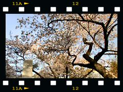 光厳寺の桜の画像