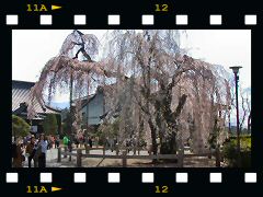 久遠寺しだれ桜の画像