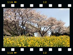 マザー牧場・桜の画像