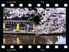 清水公園・桜の画像