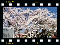 石部桜の画像