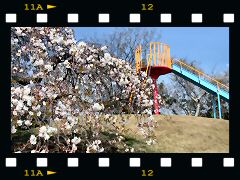 阿漕ヶ浦の桜の画像