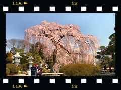 安国寺の桜の画像