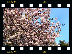 かみね公園の桜の画像
