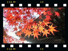 村松山虚空蔵堂の紅葉の画像