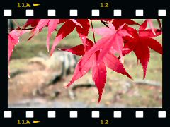 奈良公園の紅葉の画像