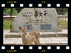 奈良公園の鹿の画像