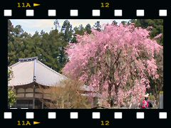 清雲寺桜昼景の画像