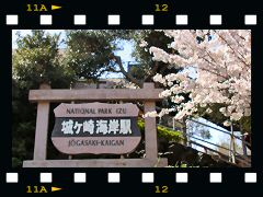 城ヶ崎海岸駅桜の画像