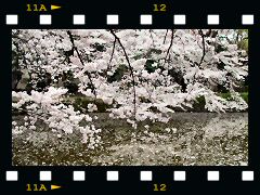 三嶋大社・桜の画像