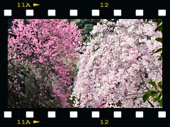 鏡園坊の桜の画像