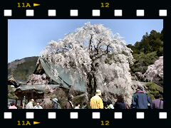 久遠寺しだれ桜の画像