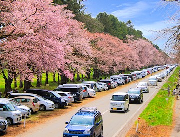 春に再訪問。桜に劣らず車の涼も半端ない！